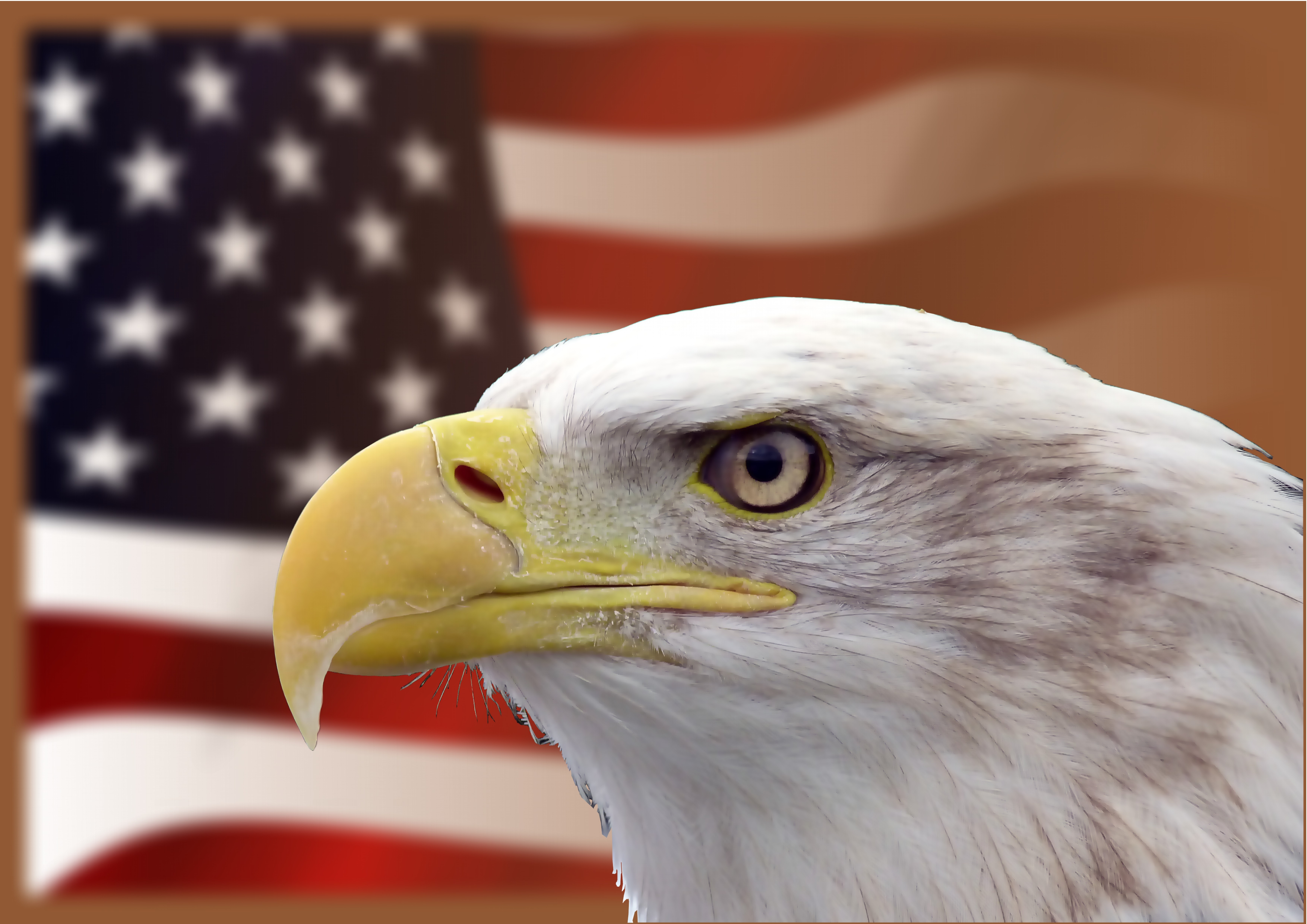 Звук орла америка. Белоголовый Орлан США. Символ Америки белоголовый Орлан. Белоголовый орёл символ Америки. Белоголовый Орлан на гербе США.